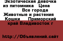 Экзотическая девочка из питомника › Цена ­ 25 000 - Все города Животные и растения » Кошки   . Приморский край,Владивосток г.